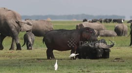 Fair game? Bizarre moment wild hippo LICKS African buffalo and becomes sexually aroused