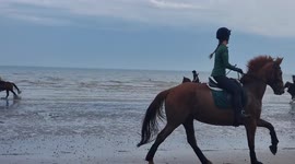 Horses have a run out along Pevensey beach in East Sussex at low tide