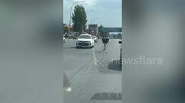 Man catches ostrich running among vehicles on Chinese road