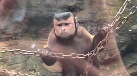 Strange monkey with a humanlike face spotted in Chinese zoo