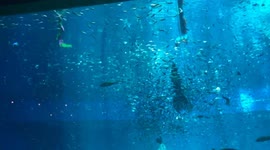 'Mermaids' dance surrounded by thousands of fish during musical show at Vietnamese aquarium
