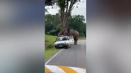 Itchy wild elephant scratches its head against a tree