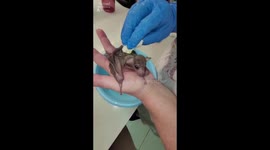 Carer at sanctuary gives bath to orphaned baby fruit bat