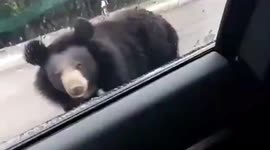 Black bear attempts to open car window after tourists feed it in safari park