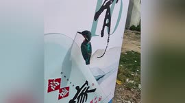 Chinese man frees common kingfisher that got beak stuck in billboard
