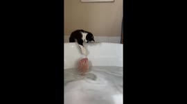 Funny cat plays with owner's toes from side of bathtub