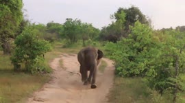 Wild elephant chases, attacks tourist jeep in Sri Lanka