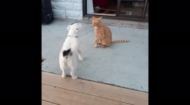 Dog talking to the cat very cool, they get on great together