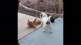 patch the dog getting whacked by the cat but wants more! very funny
