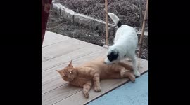 Patch the dog getting WHACKED by the cat (watch the cat fire up)