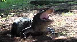 A Hot, Yawning Florida Alligator Shows How Enormously Wide A Gator's Bite Really Is