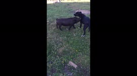 Kune Kune Pig and Dog Playing in the paddock