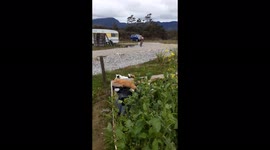 Patch the Jack Russell chasing the cat at high speed across the paddock
