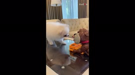'Pomeranian can't stop getting spooked out by toy bulldog *Try Not to Laugh*'