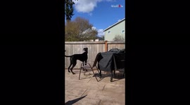 'Washington dad jumping from behind the fence to mess with curious Great Dane pup '