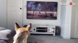 'Softhearted pup finds it hard watching wildebeest getting attacked by cheetahs 
'