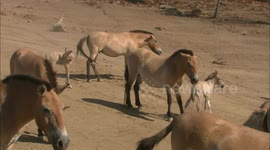 Coming Back Strong Is The Motto For This Subspecies of Horses That Went Extinct