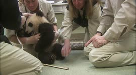 How Vets Carefully Give This Adorable Panda Cub a Routine Checkup