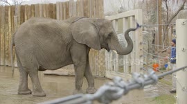 Why Elephants Could Play a Major Role in Curing Cancer!