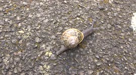 At a snail's pace on a bright sunny day - London