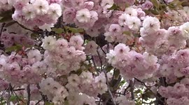 Visitors admire cherry blossoms in London's Holland Park