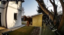 Squirrel is searching for walnuts and opens the feeder itself (part2)