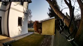 Squirrel is searching for walnuts and opens the feeder itself (part3)