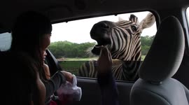 Zebra sticks head in car