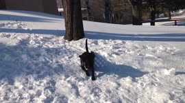 Dog rolls in snow
