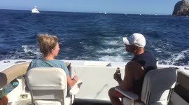 Seal jumps on boat