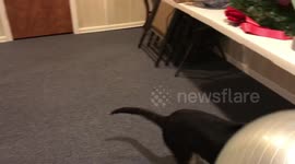 Dog plays with exercise ball