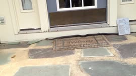 Snake slithers into house