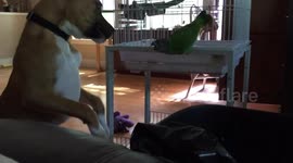 Pitbull plays with parrot