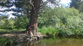 Girl rides tree swing