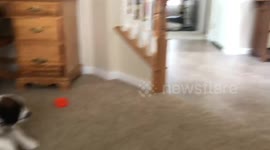 Cat and dog fight