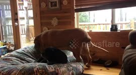 Mastiff Lays on Dog