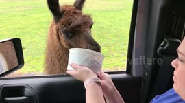 emu sticks head in car