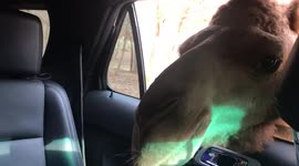 Camel sticks head inside car