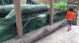 Otter follows boy