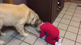 Boy drinks from dog's bowl