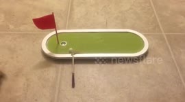 Parrot playing with toys