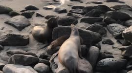 Sea lion scares woman