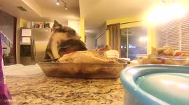 'I'll have this!' Dog helps itself to roast chicken left unguarded on kitchen counter