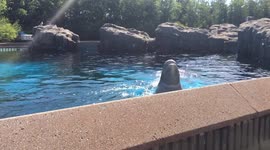 Beluga whales bob up and down in response to man's whale noises