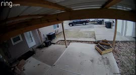 Rooster chases woman