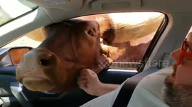 Safari passenger in hysterics as huge horned cow attempts to stick head in car