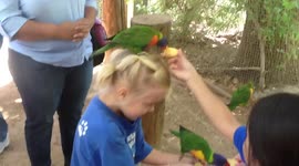 Parrot flies on girl's head