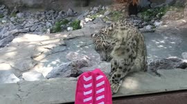 Snow Tiger licks glass
