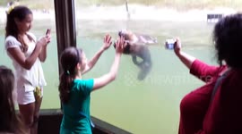 Girl meets beaver