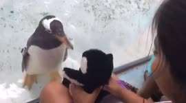 Penguin meets toy penguin